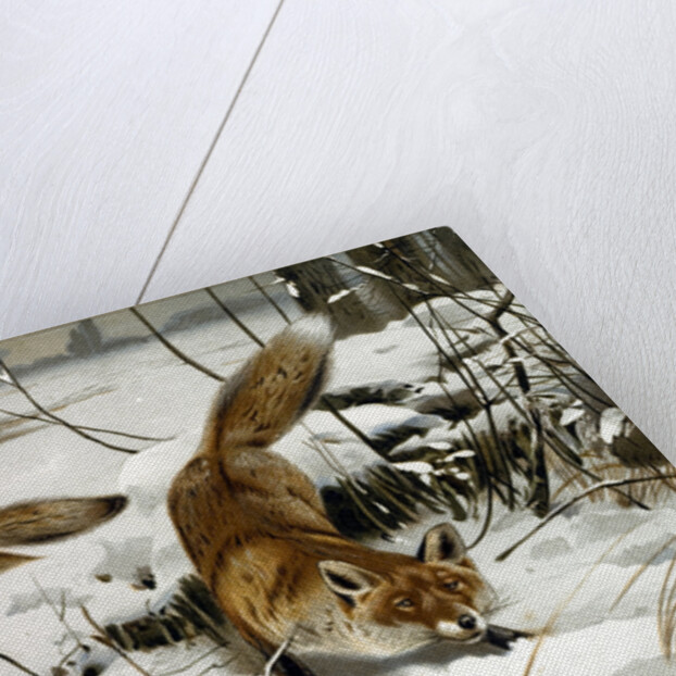 Common Fox by Anonymous