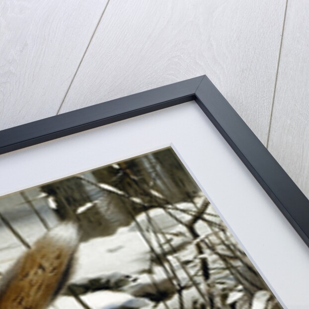 Common Fox by Anonymous