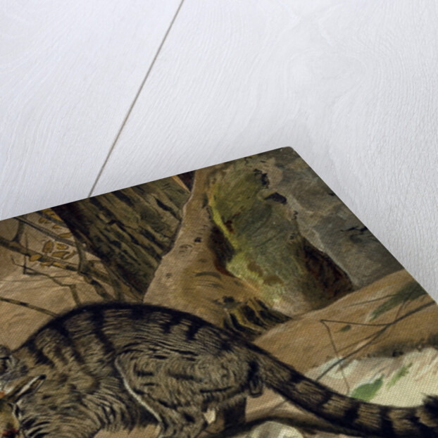 Wild Cat by Anonymous