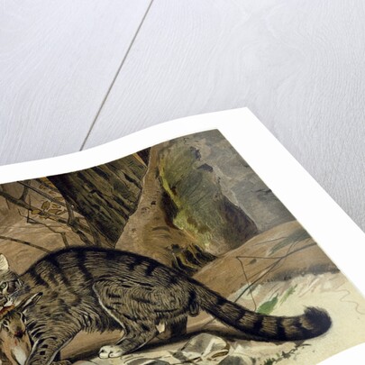 Wild Cat by Anonymous