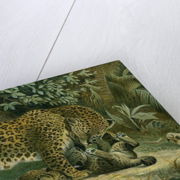 Leopard by Anonymous