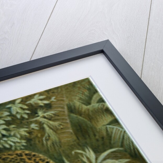 Leopard by Anonymous