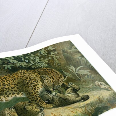 Leopard by Anonymous