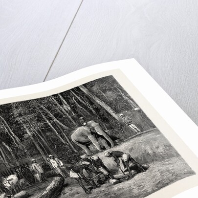 Natives Felling Timber in a Forest Perseverance Property, Gold Mining in Wynaad, India by Anonymous