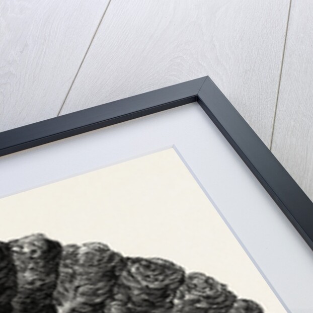 Modern Ostrich Feather Fan by Anonymous