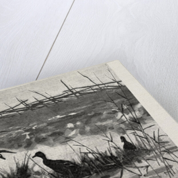 Haunts of Wild Ducks by Anonymous