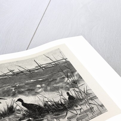 Haunts of Wild Ducks by Anonymous