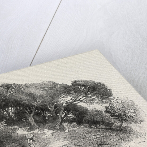 Pine Grove at Cannes, France by Anonymous