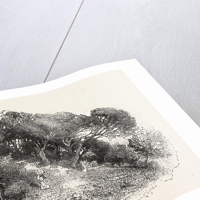 Pine Grove at Cannes, France by Anonymous