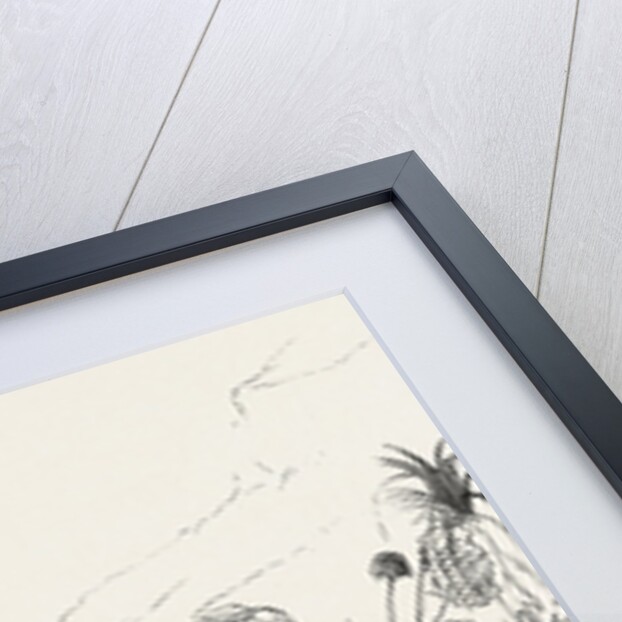 Swazi Kaffir Captain White's Native Battalion Leaving Col. Wood's Encampment on a Scouting Expedition, the Zulu War by Anonymous