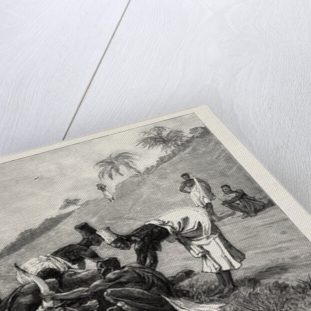 The Zulu War-Natal Kaffirs Cutting Up a Dead Bullock by Anonymous