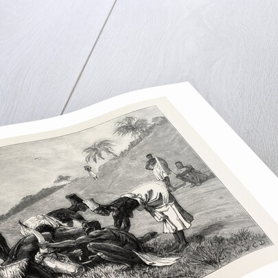 The Zulu War-Natal Kaffirs Cutting Up a Dead Bullock by Anonymous