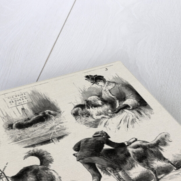 The Collie Dog Show at the Royal Aquarium, Westminster by Anonymous