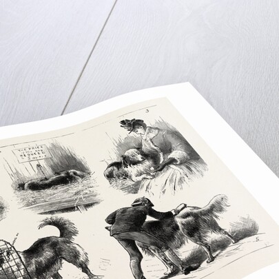 The Collie Dog Show at the Royal Aquarium, Westminster by Anonymous