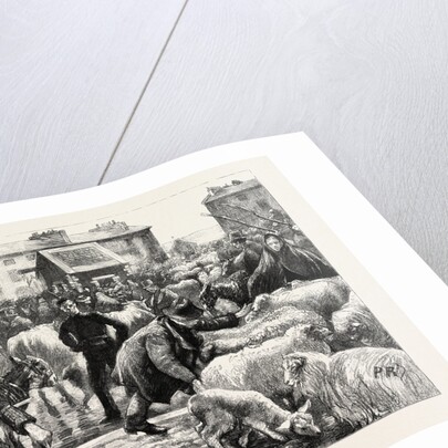 A Cattle Fair, County Galway Ireland by Anonymous