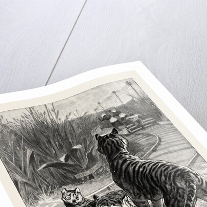 An Unexpected Danger an Engineer's Predicament in India, Tigers on the Railway Track by Anonymous