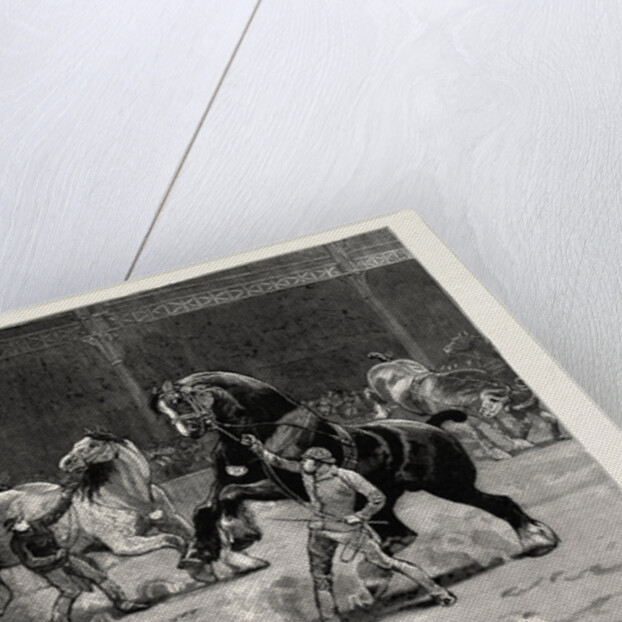 The Shire Horse Show at the Agricultural Hall, the Effect of Applause by Anonymous