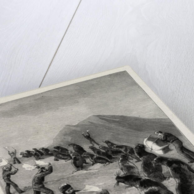 The American Fisheries Question, Driving Seals to the Killing Place, Behring's Straits, United States by Anonymous
