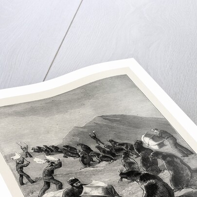 The American Fisheries Question, Driving Seals to the Killing Place, Behring's Straits, United States by Anonymous