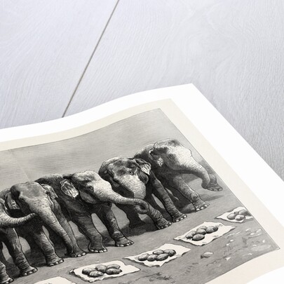 Elephants in India, Breakfast Waiting for the Word Feed by Anonymous