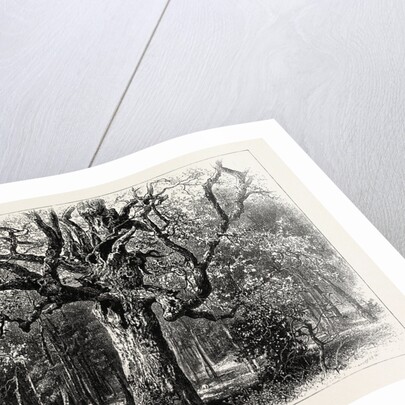 Oaks at Nid D'Aigle, Forest of Fontainebleau, France by Anonymous