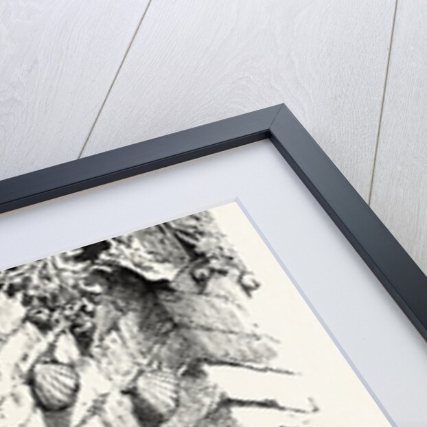 Casa De Las Conchas, Salamanca, Spain by Anonymous