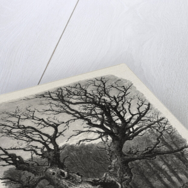 William the Conqueror's Oak, Windsor by Anonymous