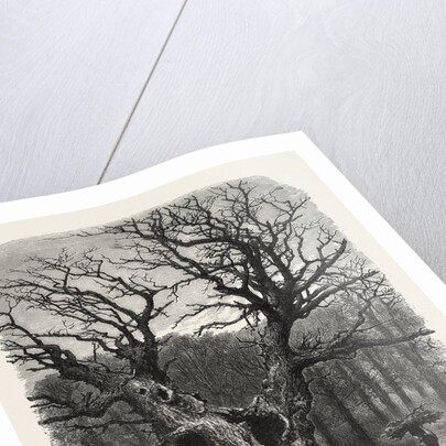 William the Conqueror's Oak, Windsor by Anonymous
