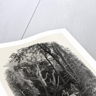 In Cedar Walk, Virginia Water, Windsor by Anonymous