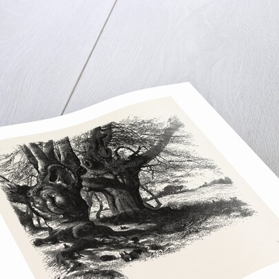 Burnham Beeches, the Forest Scenery of Great Britain by Anonymous