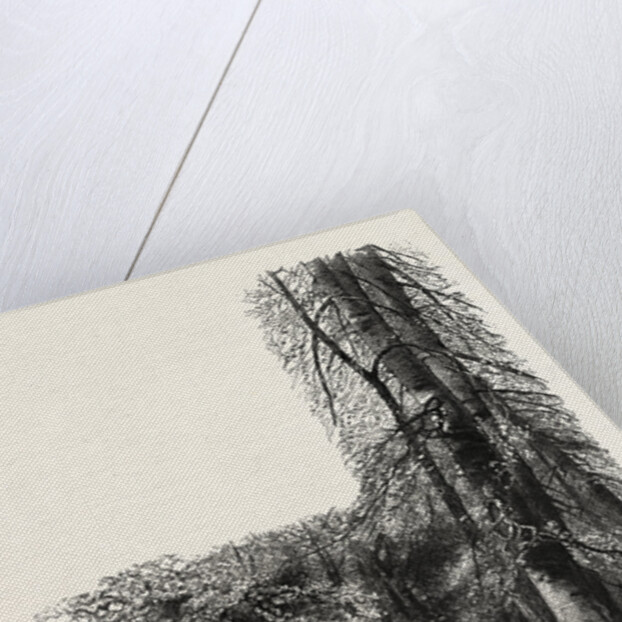 In the New Forest, Near Lyndhurst, the Forest Scenery of Great Britain by Anonymous