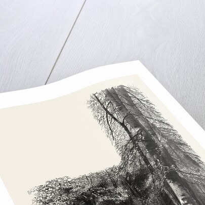 In the New Forest, Near Lyndhurst, the Forest Scenery of Great Britain by Anonymous