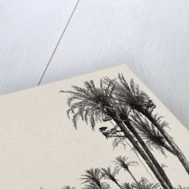 Palms at Elche, Spain by Anonymous