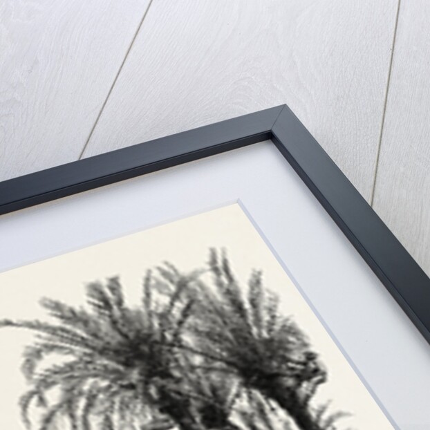 Palms at Elche, Spain by Anonymous