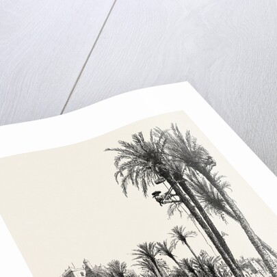 Palms at Elche, Spain by Anonymous