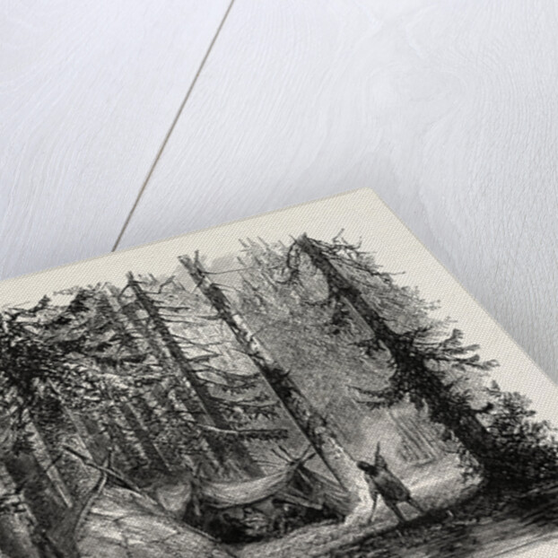 Primeval Forest and Indian Lodges by Anonymous