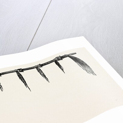 Indian Pipe by Anonymous