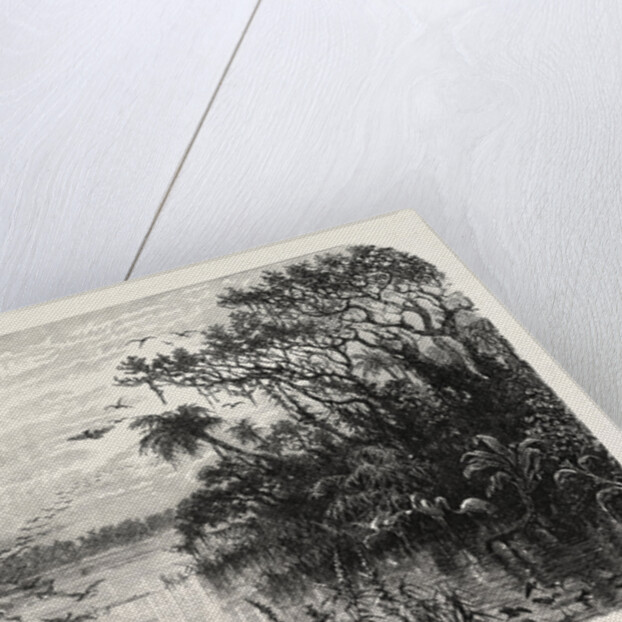 Scene Upon a Creek, Tributary to the St. John's, Florida by Anonymous