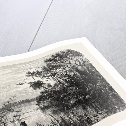 Scene Upon a Creek, Tributary to the St. John's, Florida by Anonymous