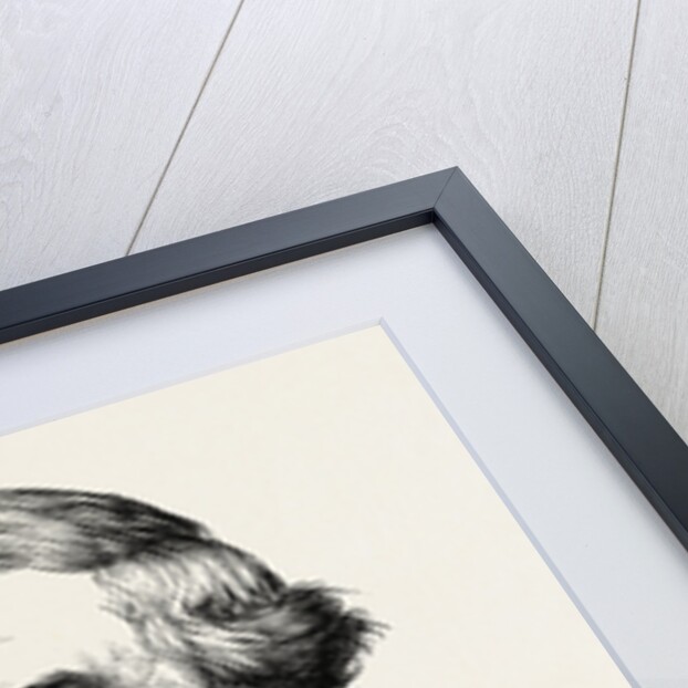 President Fillmore by Anonymous