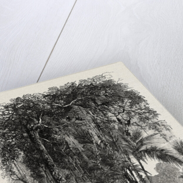 View on the Panama Railroad, Panama by Anonymous