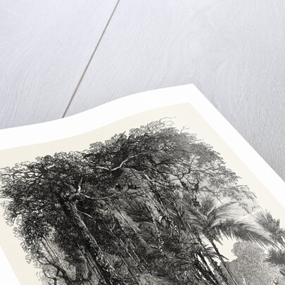 View on the Panama Railroad, Panama by Anonymous