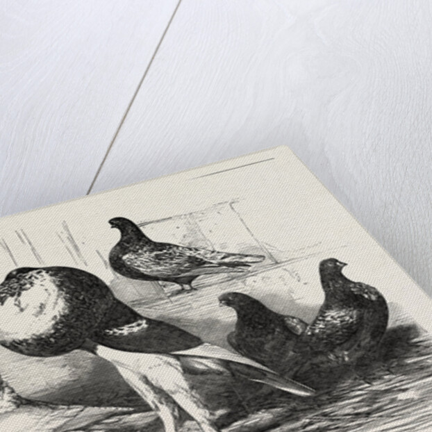 Pigeons Exhibited by the Philoperisteron Society by Anonymous