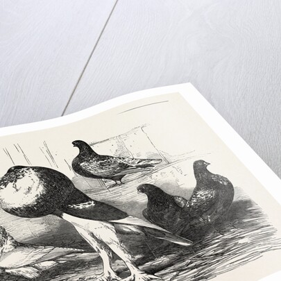 Pigeons Exhibited by the Philoperisteron Society by Anonymous