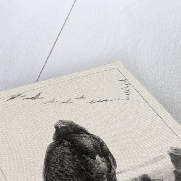 The Eagle's Throne, Exhibition of the British Institution by Anonymous