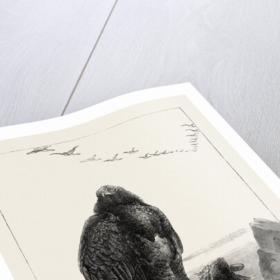 The Eagle's Throne, Exhibition of the British Institution by Anonymous