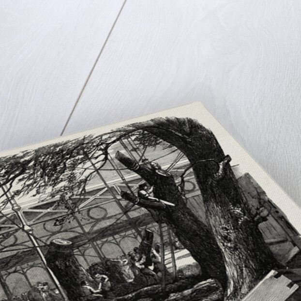 The Great Exhibition Building, the Crystal Palace, Hyde Park, London, Cutting Down Trees in the North Transept by Anonymous