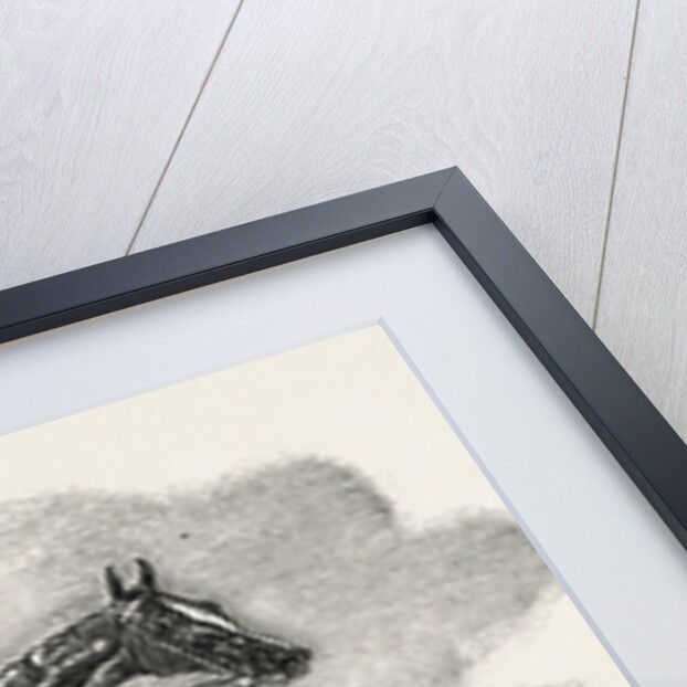Epsom Races: Teddington, the Winner of the Derby, UK, Horse Racing, Equestrian by Anonymous