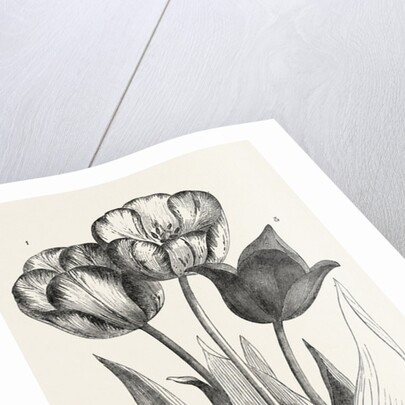 1. Seedling Tulip, Raised by Mr. Groom. 2. Feathered Bizard Tulip: Dr. Horner 3. Wild Tulip of the Levant by Anonymous