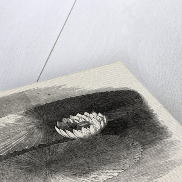 Victoria Regia, in Flower, at Messrs. Weeks's, King's Road Nursery, Chelsea, London by Anonymous